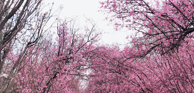 歡聲笑語(yǔ)  喜迎三八婦女節